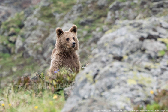 Бурый медведь показался на тропе в лесу. В такой момент важно сохранить самообладание