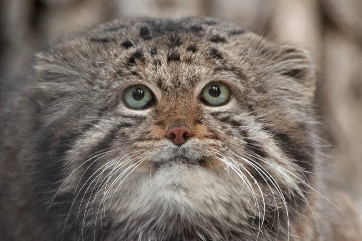    Фото: Новосибирский зоопарк