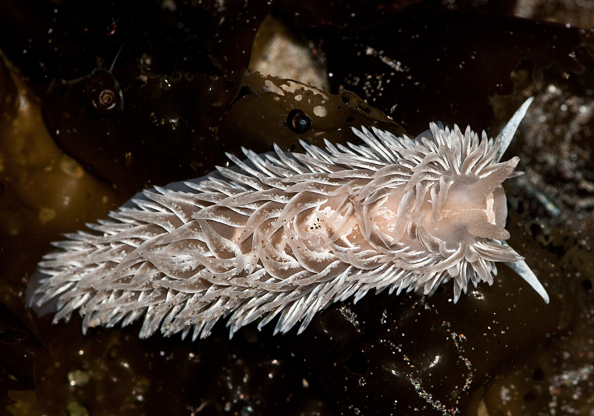 Голожаберный моллюск подотряда Aeolidacea