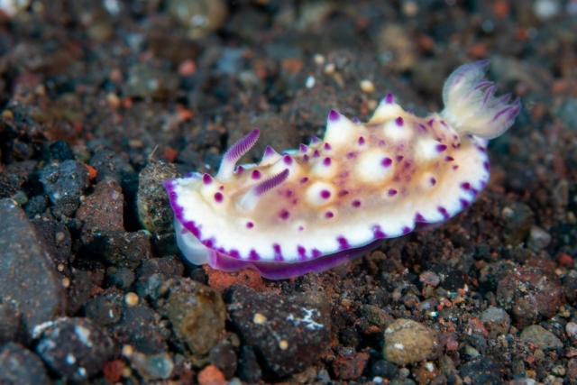 «Чудо человечное». Российские ученые нашли новое существо на глубине 2800 метров в Антарктике