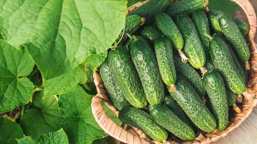 Вот разница между случайными и проверенными сортами