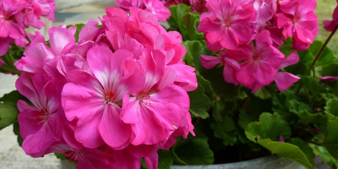 Обрезаю герань по технике 3-5-7 в феврале - и через месяц на подоконнике пышный куст: простой метод