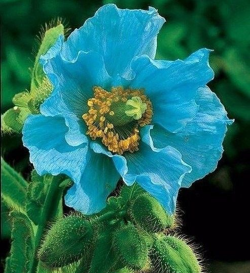 Синие планеты в ваше саду: как вырастить загадочный меконопсис