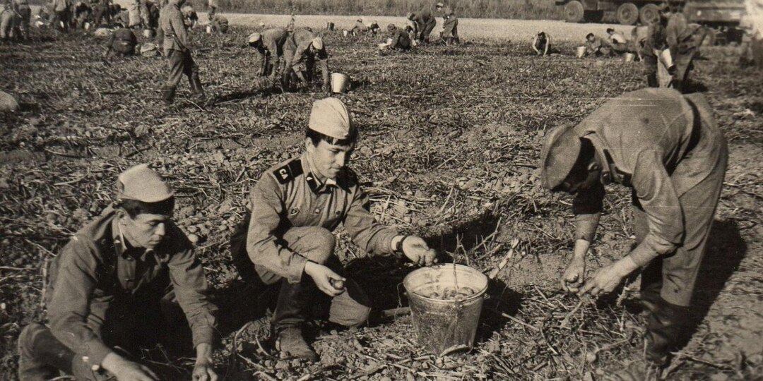 Картофелечистка