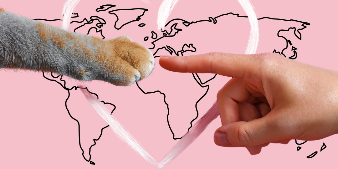 Кто главные кошатники мира? Топ-10 стран — США даже не в тройке