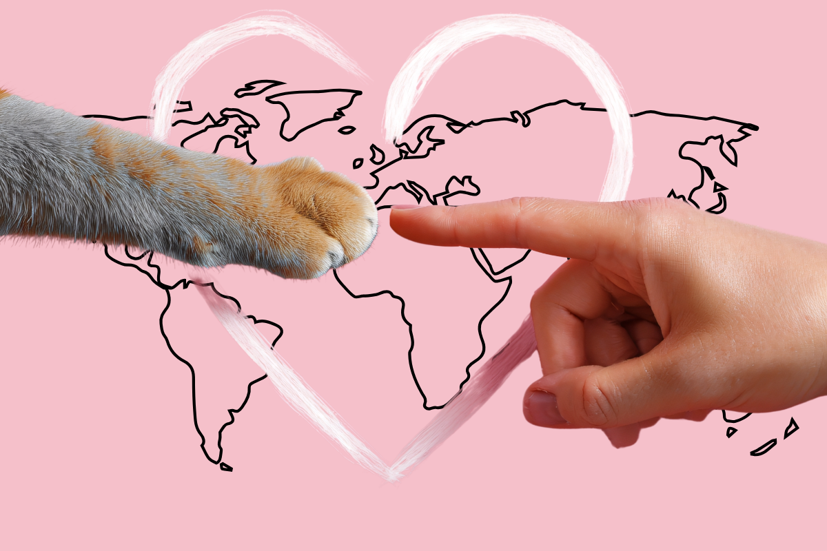 Кто главные кошатники мира?