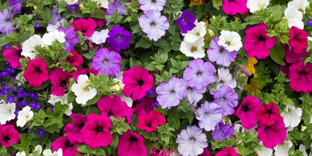 Петунии от семечек до роскошных кустов: хитрости выращивания здоровой и крепкой рассады