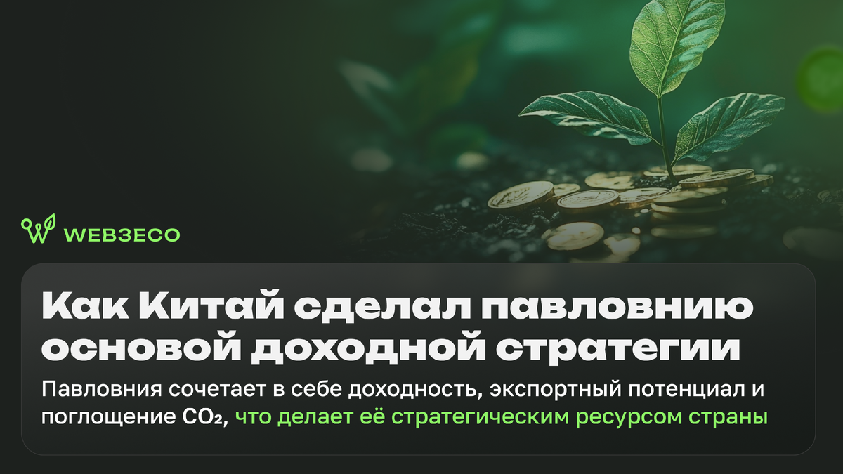 Как Китай сделал павловнию основой доходной стратегии. Павловния сочетает в себе доходность, экспортный потенциал и поглощение CO₂, что делает её стратегическим ресурсом страны