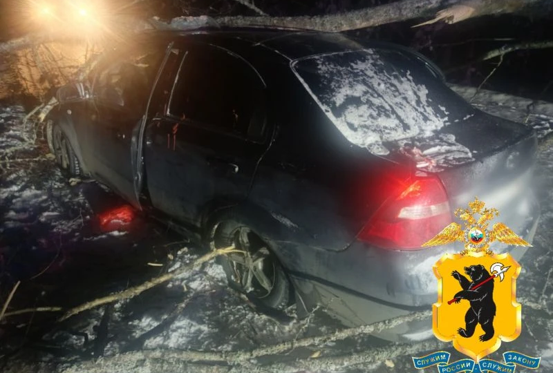Не заметили упавшее дерево: в Ярославской области женщина пострадала в ДТП