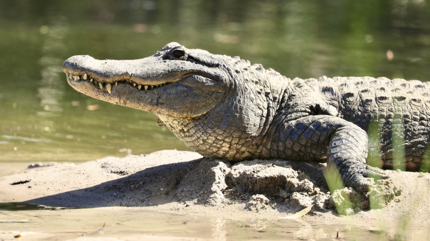 Мужчина скормил пятилетнюю девочку аллигаторам и дважды избежал смертной казни