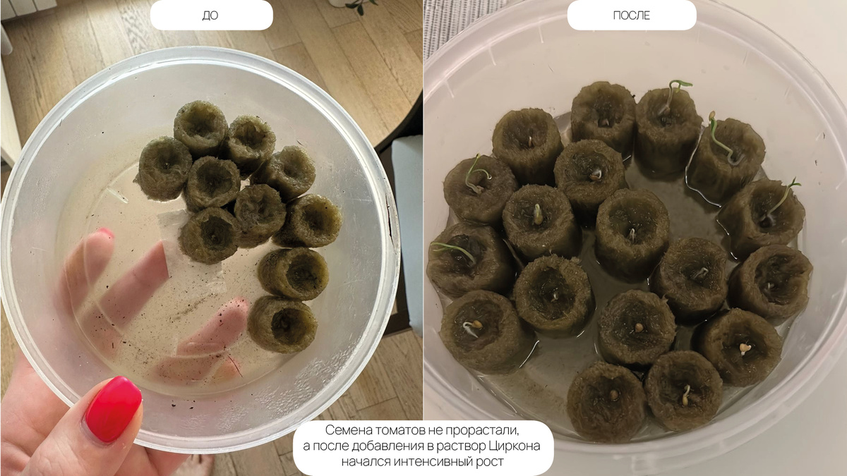 Фотография с официального сайта "НЭСТ М": https://nest-m.ru/recall/semena-tomatov-posle-dobavleniya-czirkona/