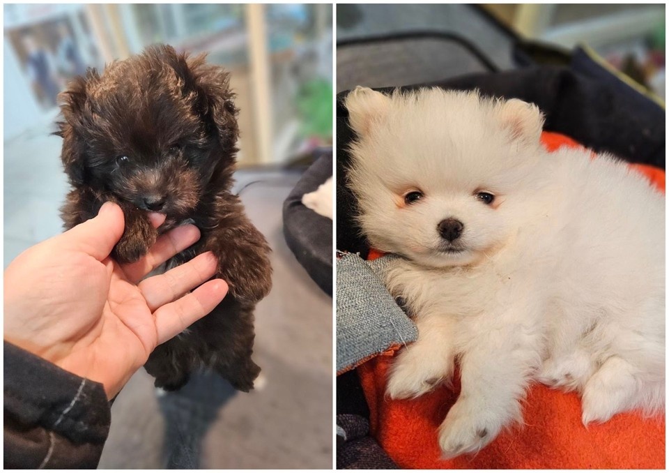    Щенки вернулись к хозяйке. Фото: ГУ МВД по Челябинской области