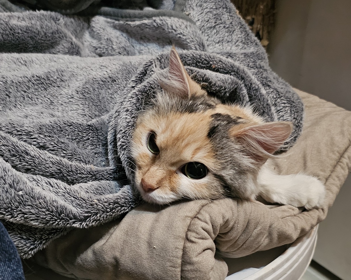 Фото автора. Фасолька.