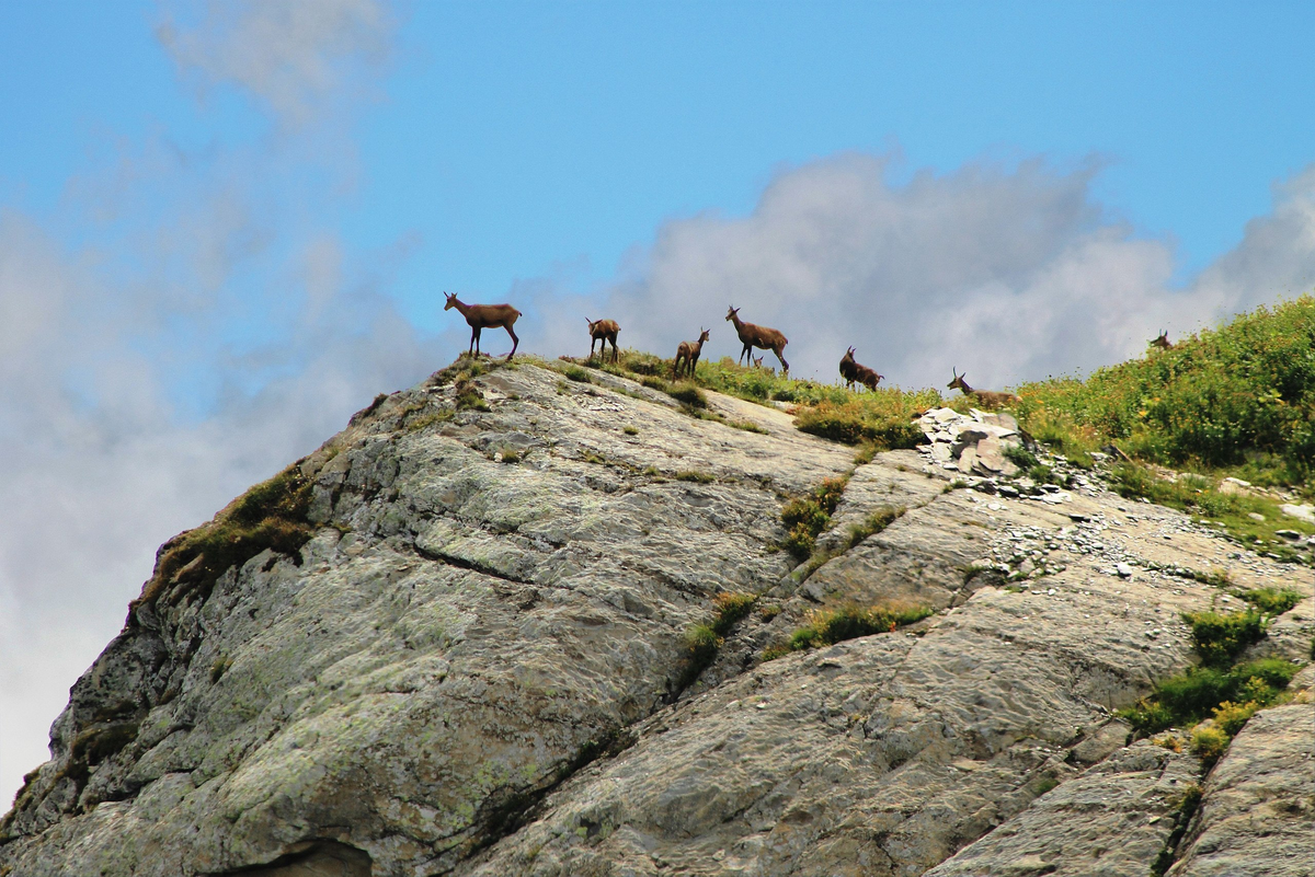 Источник: wikipedia.org Автор: SKas CC BY-SA 4.0