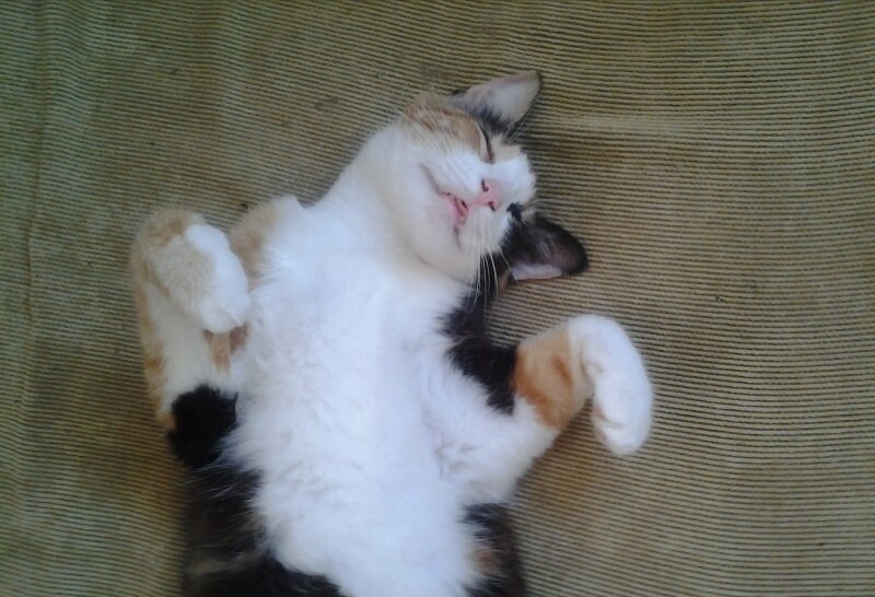 Малина спит на собачьем лежаке