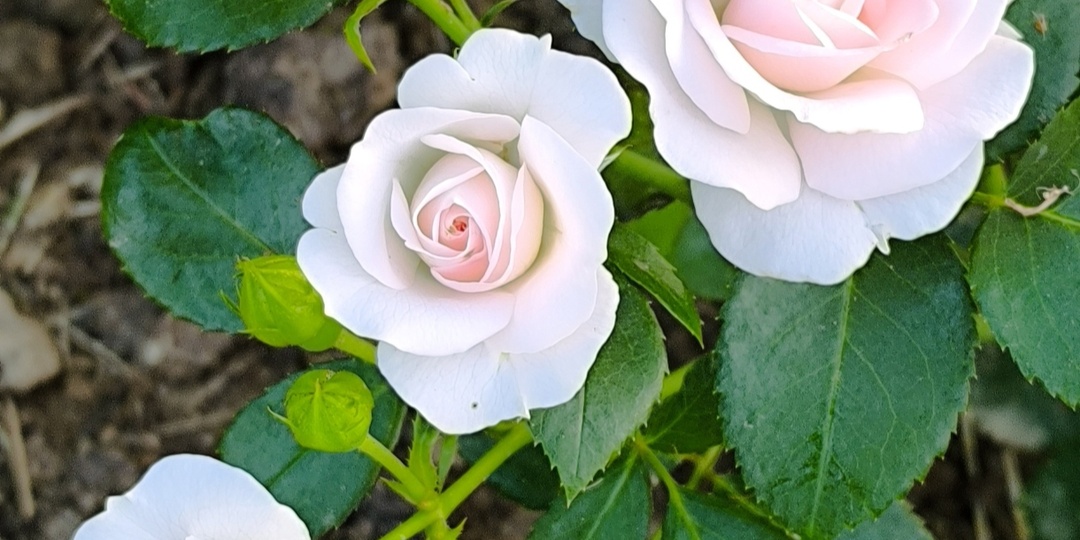 Мои розы первогодки.