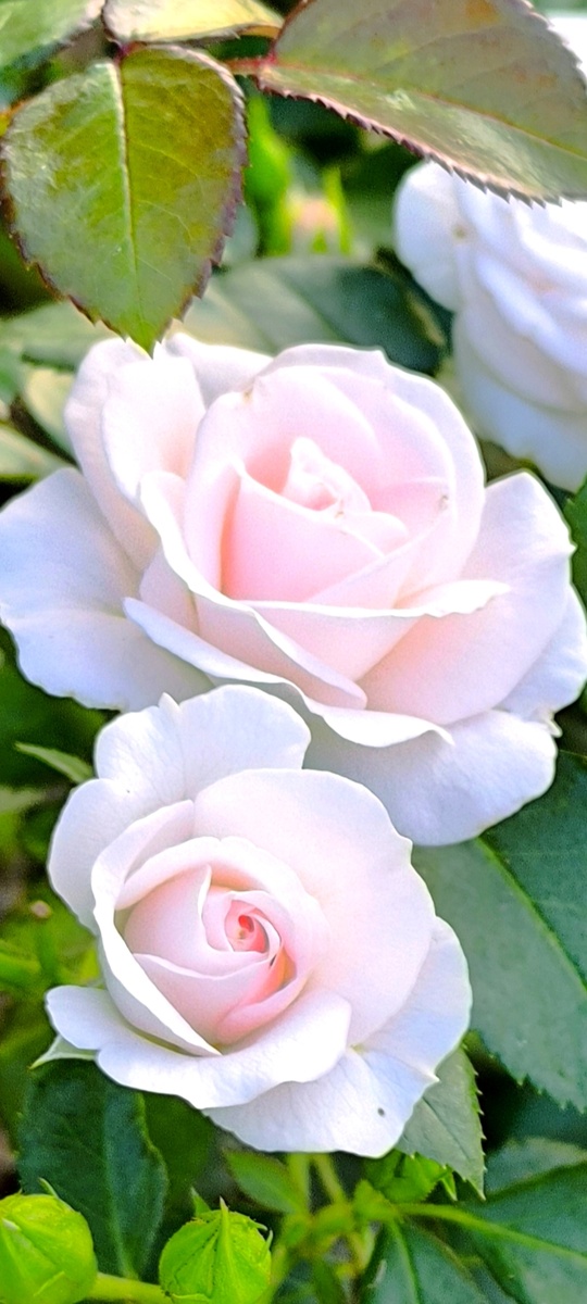 Аспирин. Роза флорибунда.