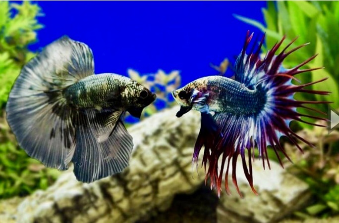 Бойцовскими петушков называют из-за сильной внутривидовой агрессии и территориальности