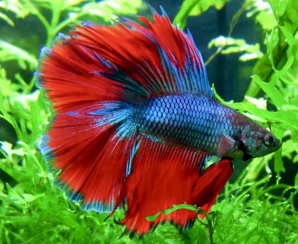 Только посмотрите на эти краски!