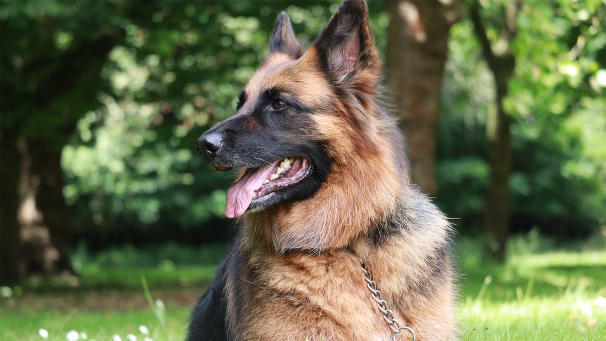    Универсальность и уравновешенность — визитная карточка немецкой овчарки