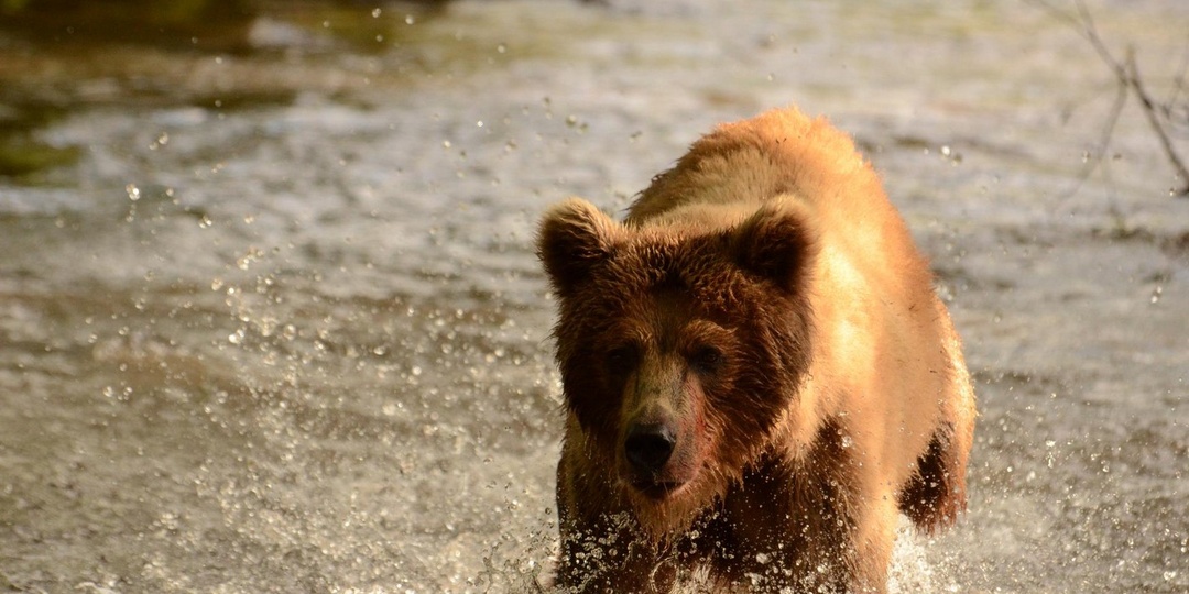 Медведи в бамбуке. Охота на Южных Курилах