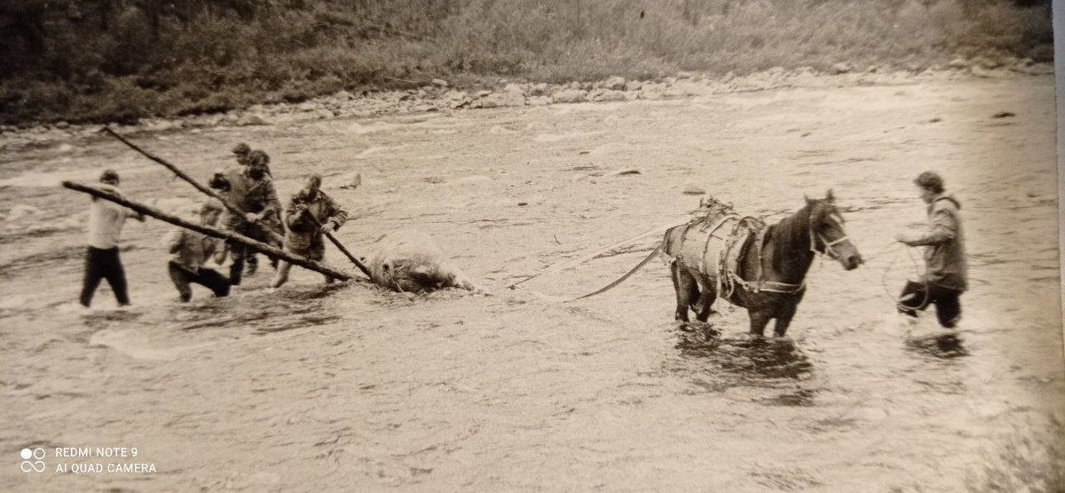 Работы по вытаскиванию бренных останков быка-производителя из реки Диби