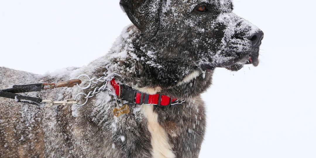 Арктик и Зевс: Серебряные Тигры Приюта