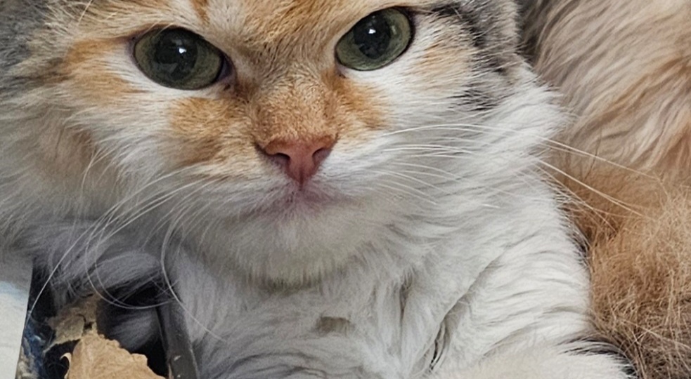 Помогите спасти. Кошку.