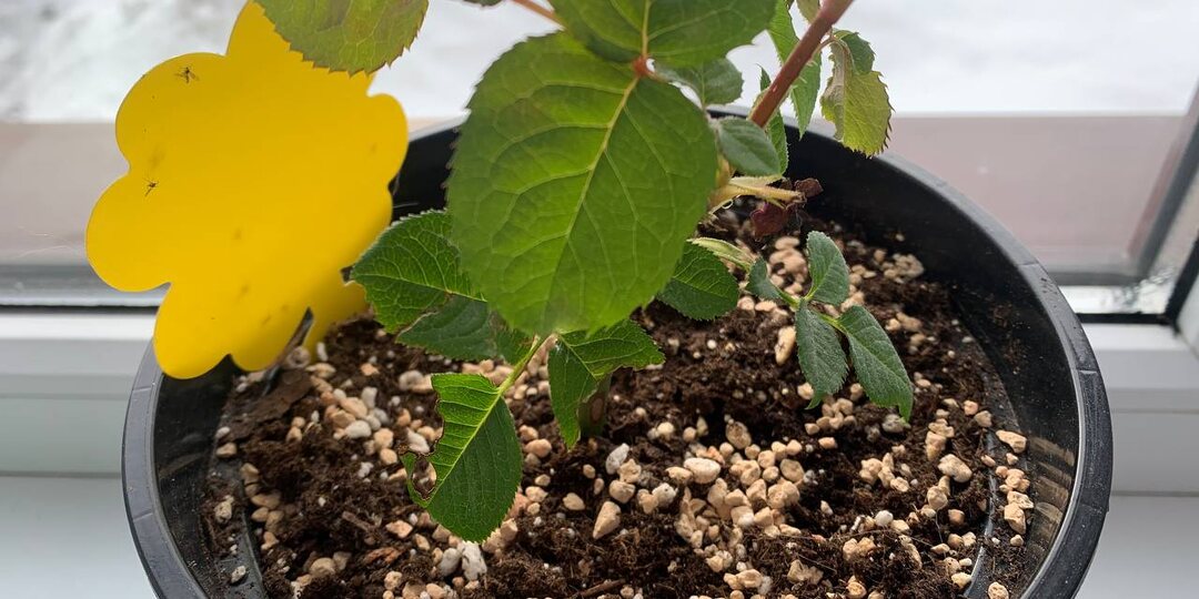 Как рукой сняло: совет читательницы избавил от мошек за 1 день