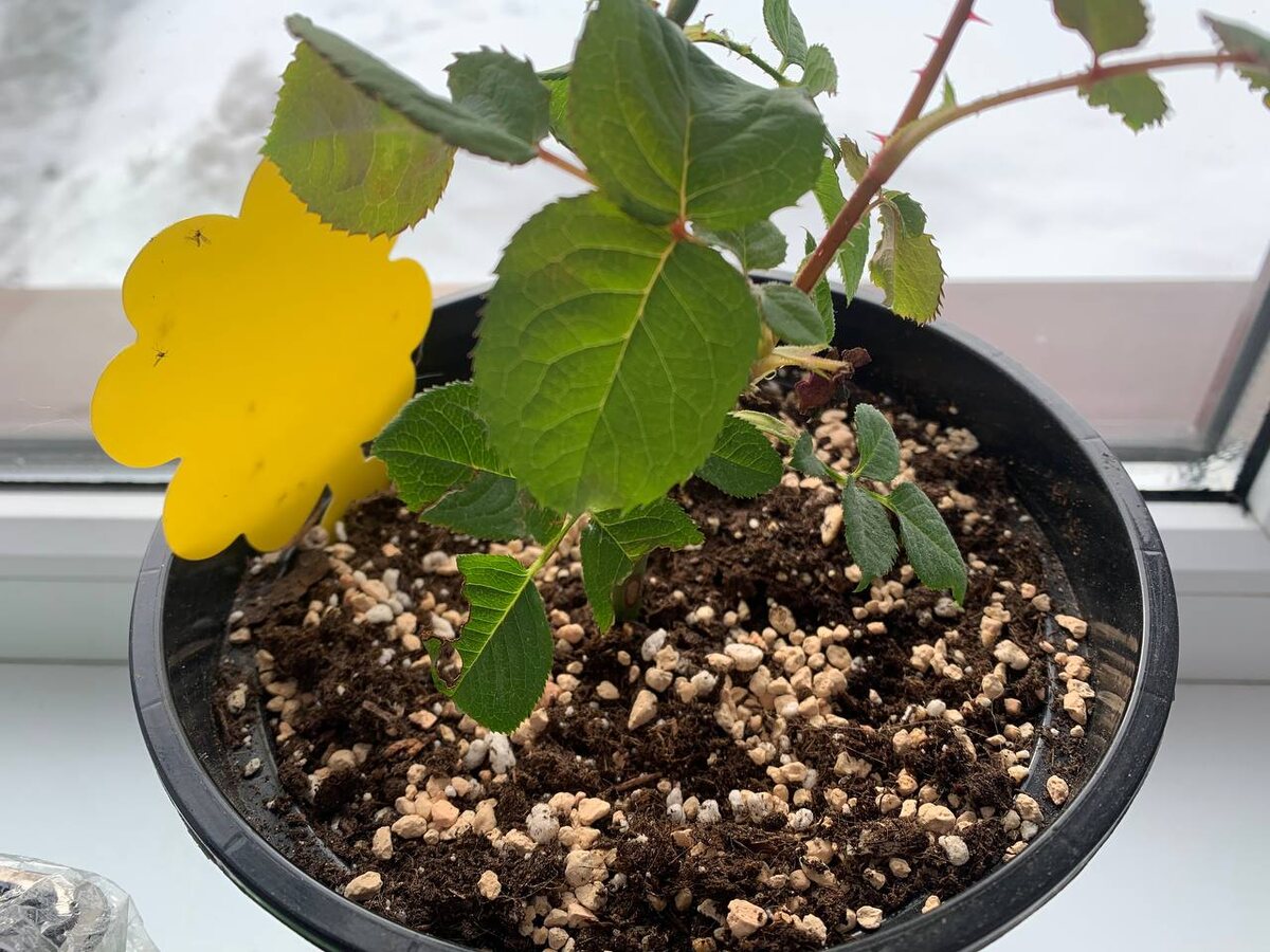 Липучки не спасают на все 100% от почвенных комариков. Фото автора 