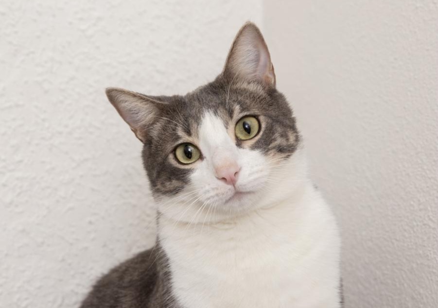 Фото из Интернета. 