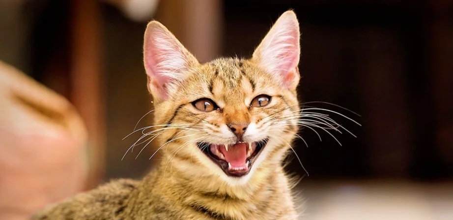 Фото из Интернета. 