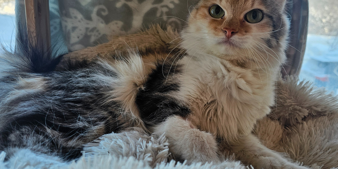 Помогите спасти кошку.