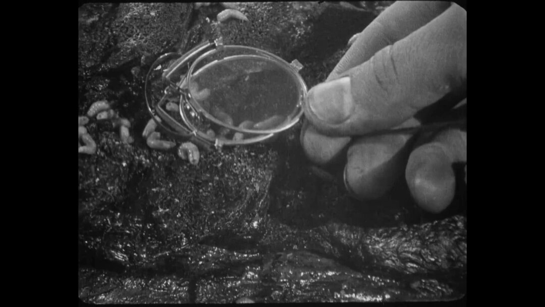    «Броненосец “Потемкин”» Фото: Госкино. 1925