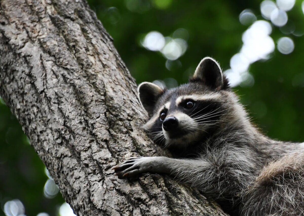     © РИА Новости. Виталий Аньков