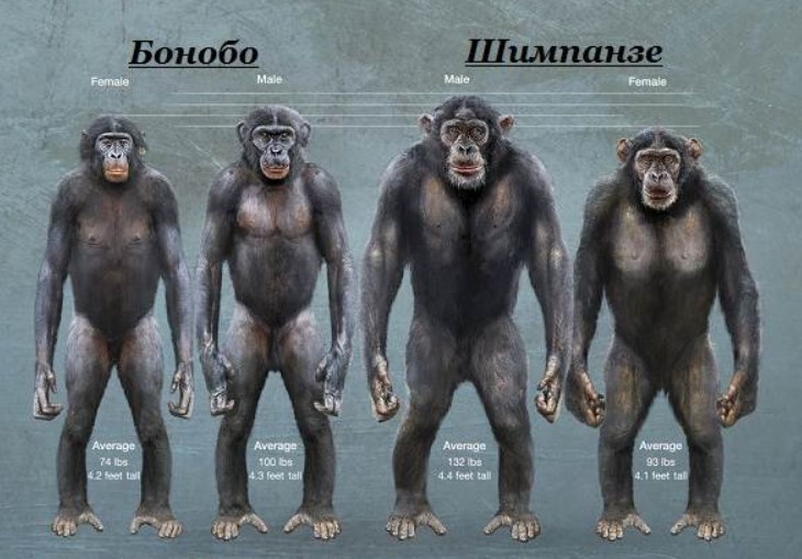 Разница в комплекции бонобо и шимпанзе.