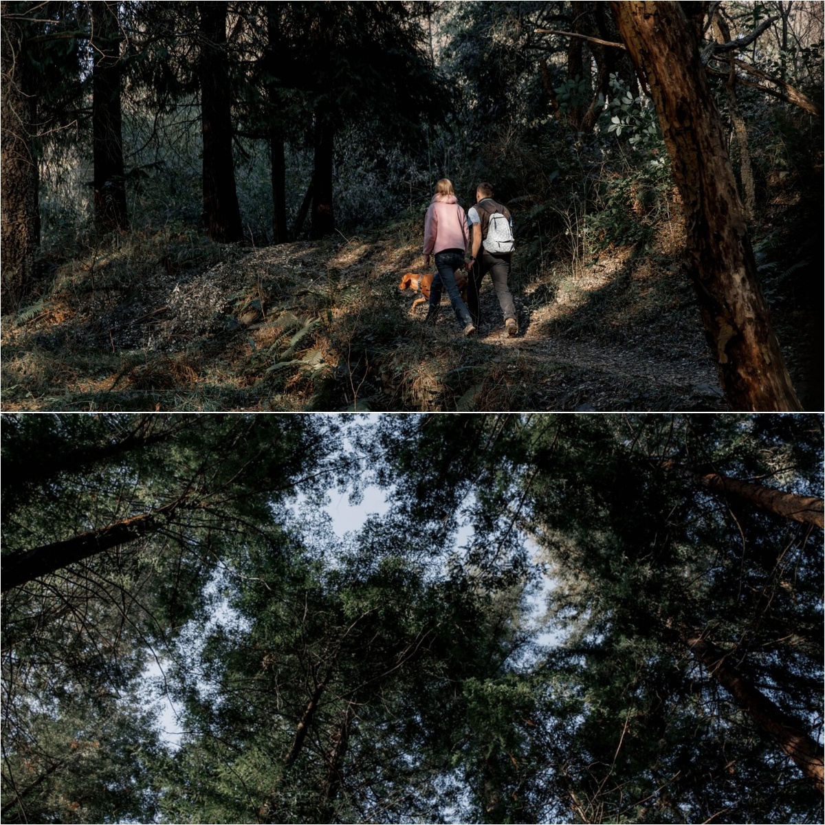 Кудепстинский лесопарк