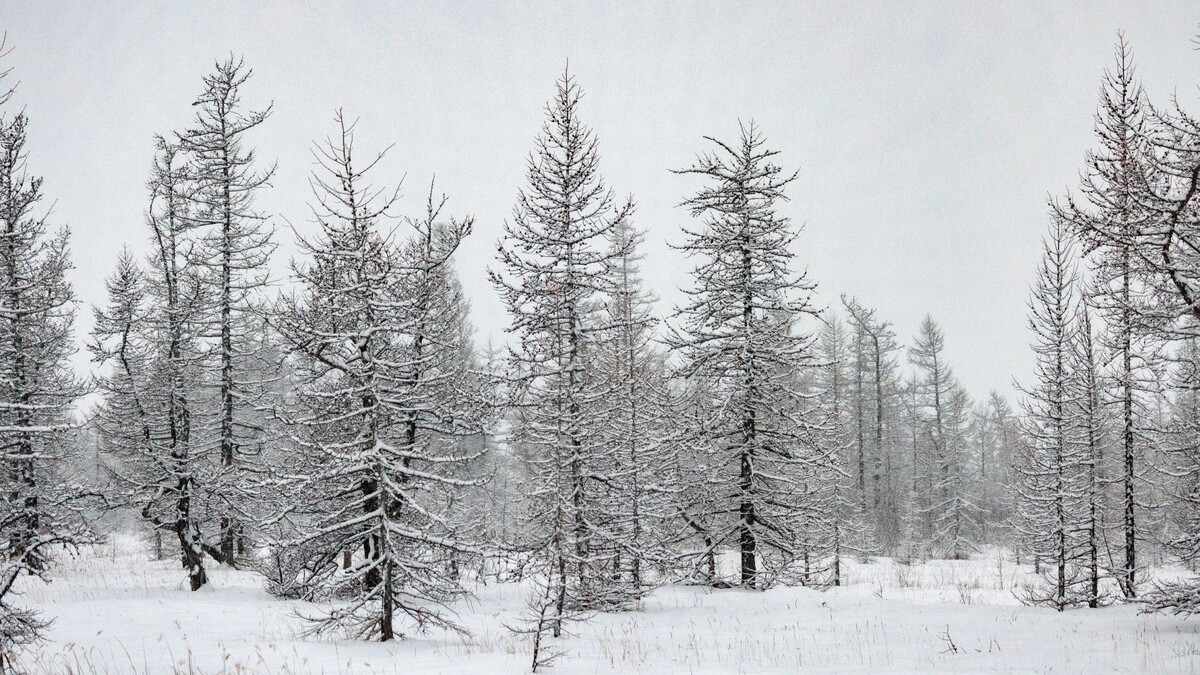    Фото: Сергей Зубков/«Ямал-Медиа»
