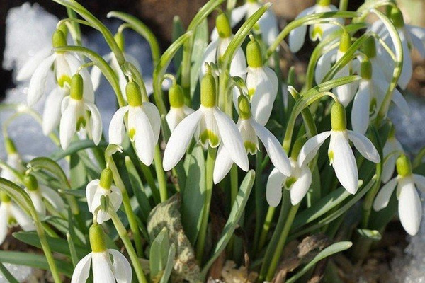 галантус 3-х лепестковый.Быавют и 6-ти но реже...