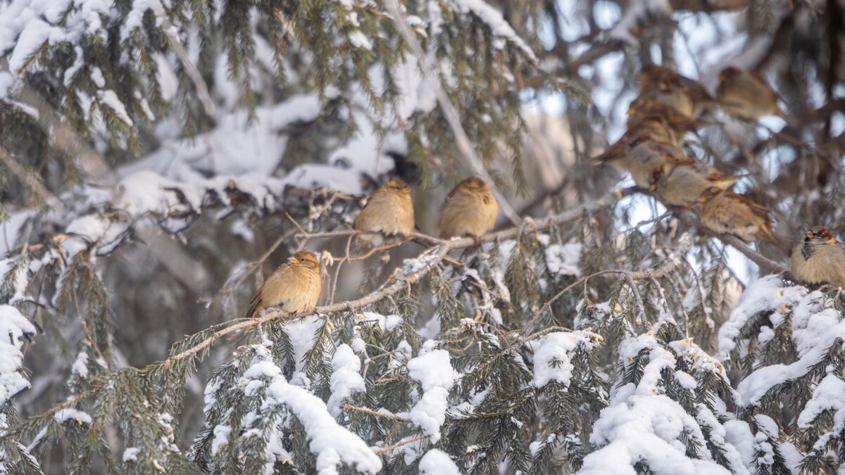    Фото: Никита Погодин / «Ямал-Медиа»