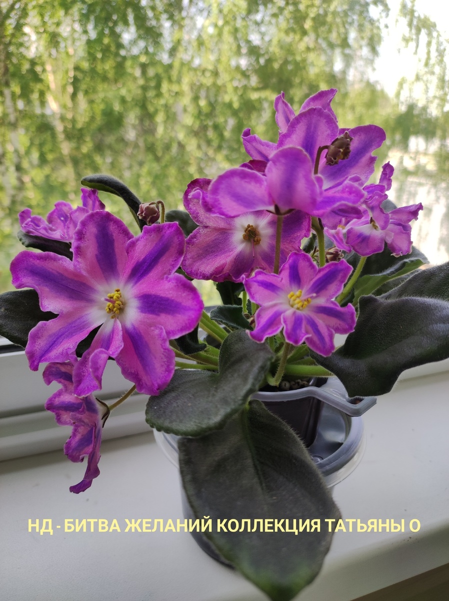 Моя химера.