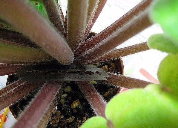 Срезаю макушку .