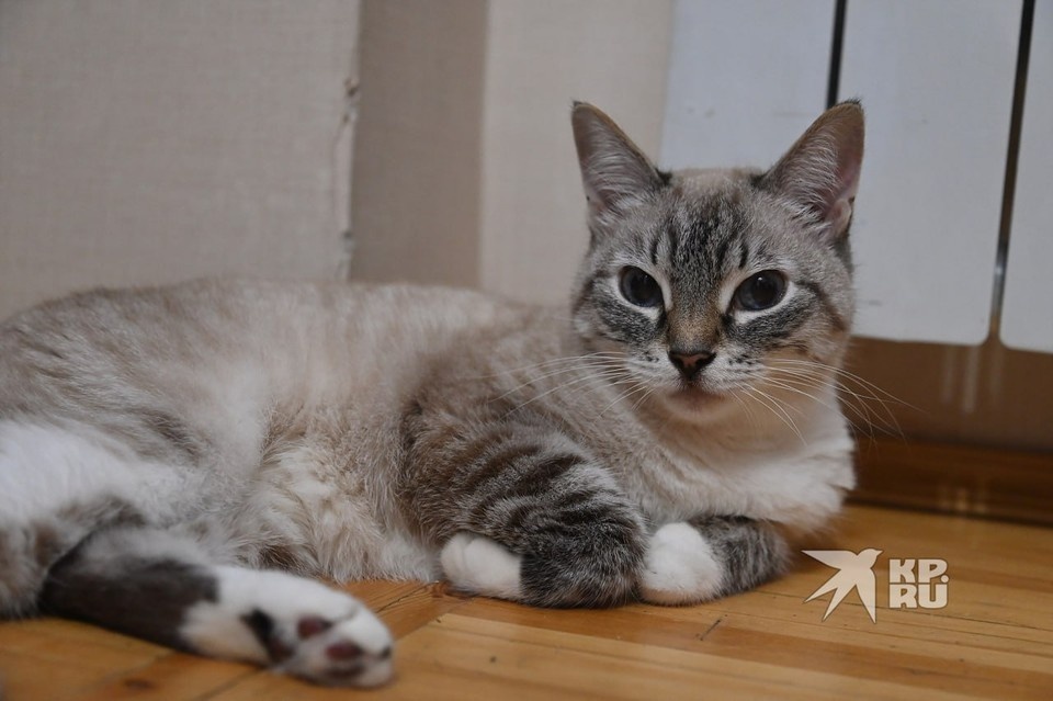    В Екатеринбурге приют, который спасает кошек 11 лет, может закрыться из-за долгов Ольга ЮШКОВА