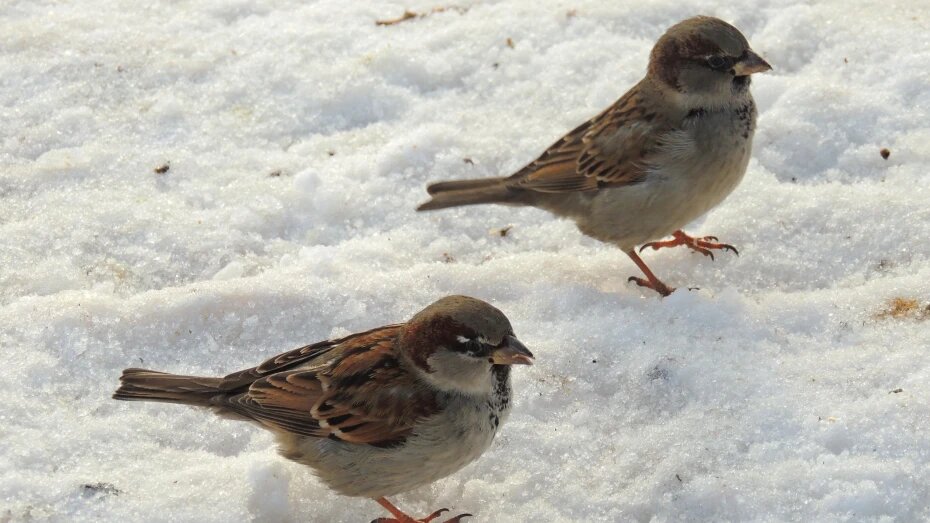    Автор фото: pxhere.com