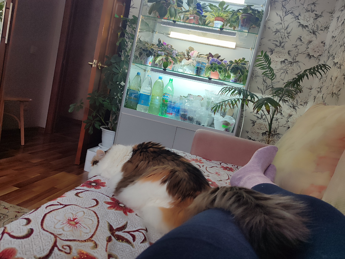 Кошка всегда готова поддержать меня в моей лени.