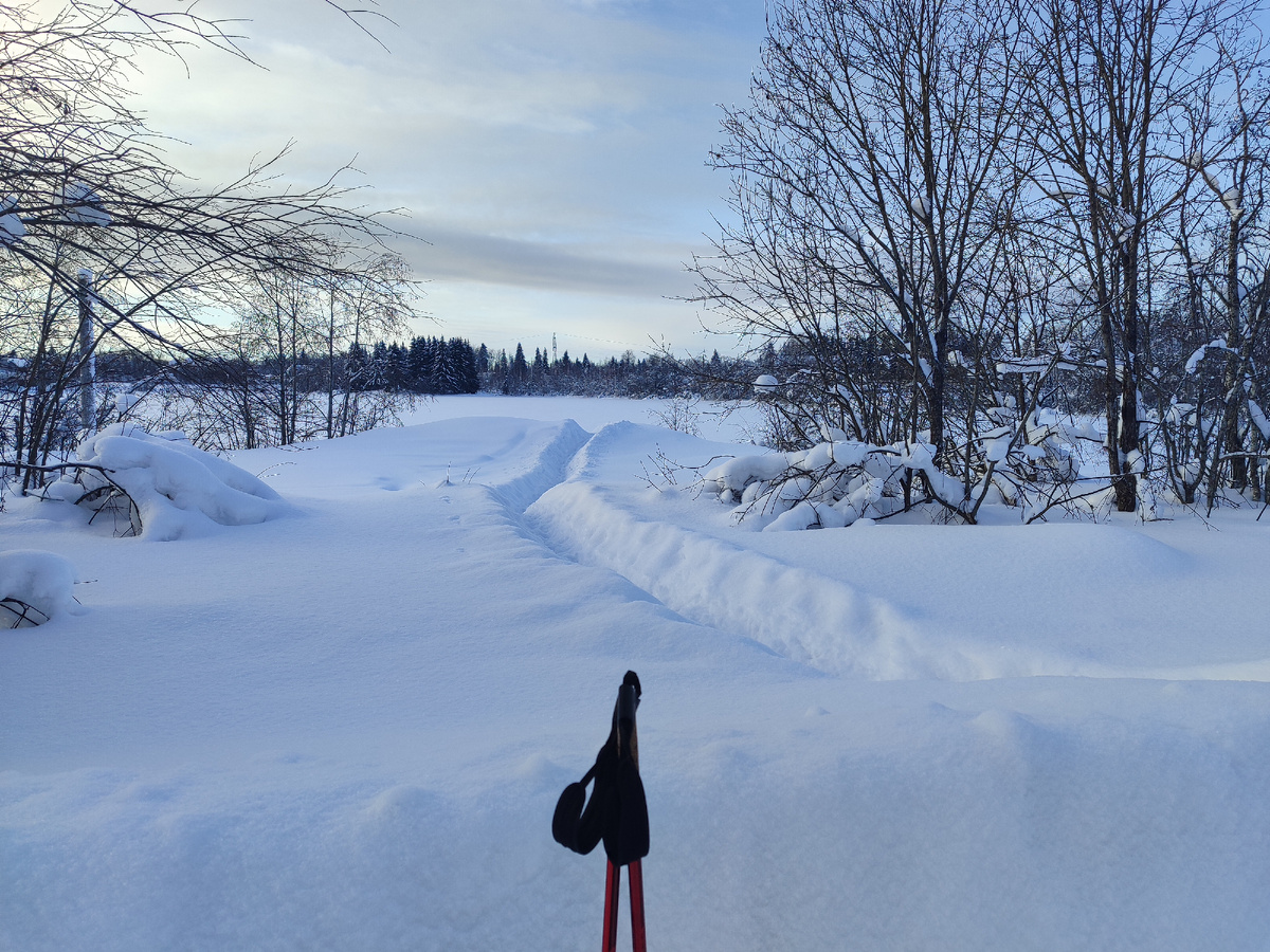 Так было лень что-то делать, что даже вытащила себя на прогулку с палками.