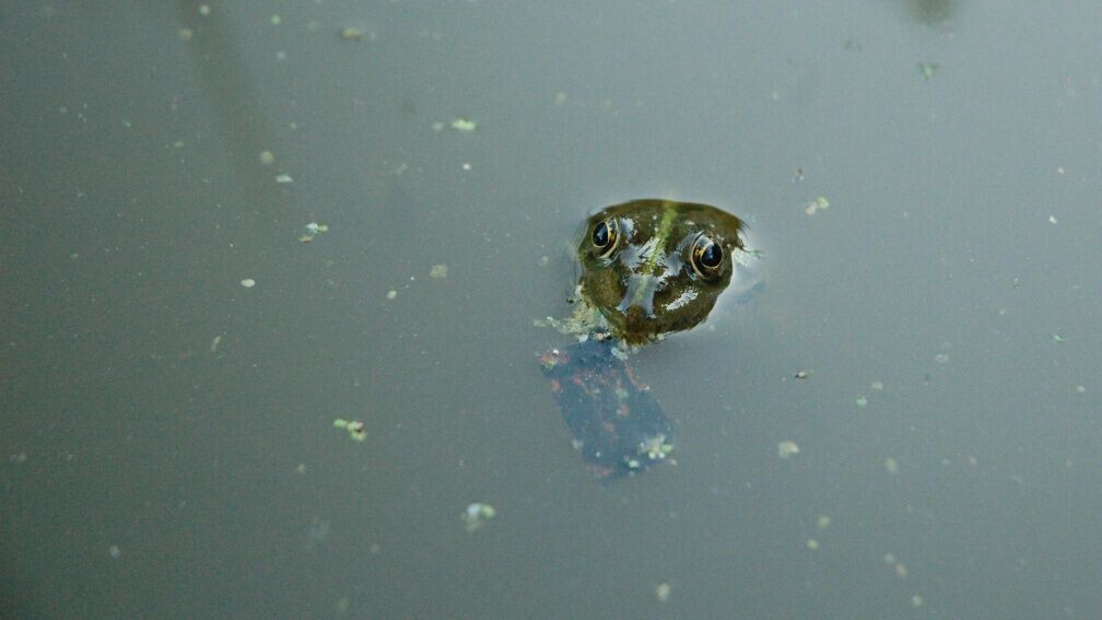    Каких необычных питомцев продают в Омске   1MI