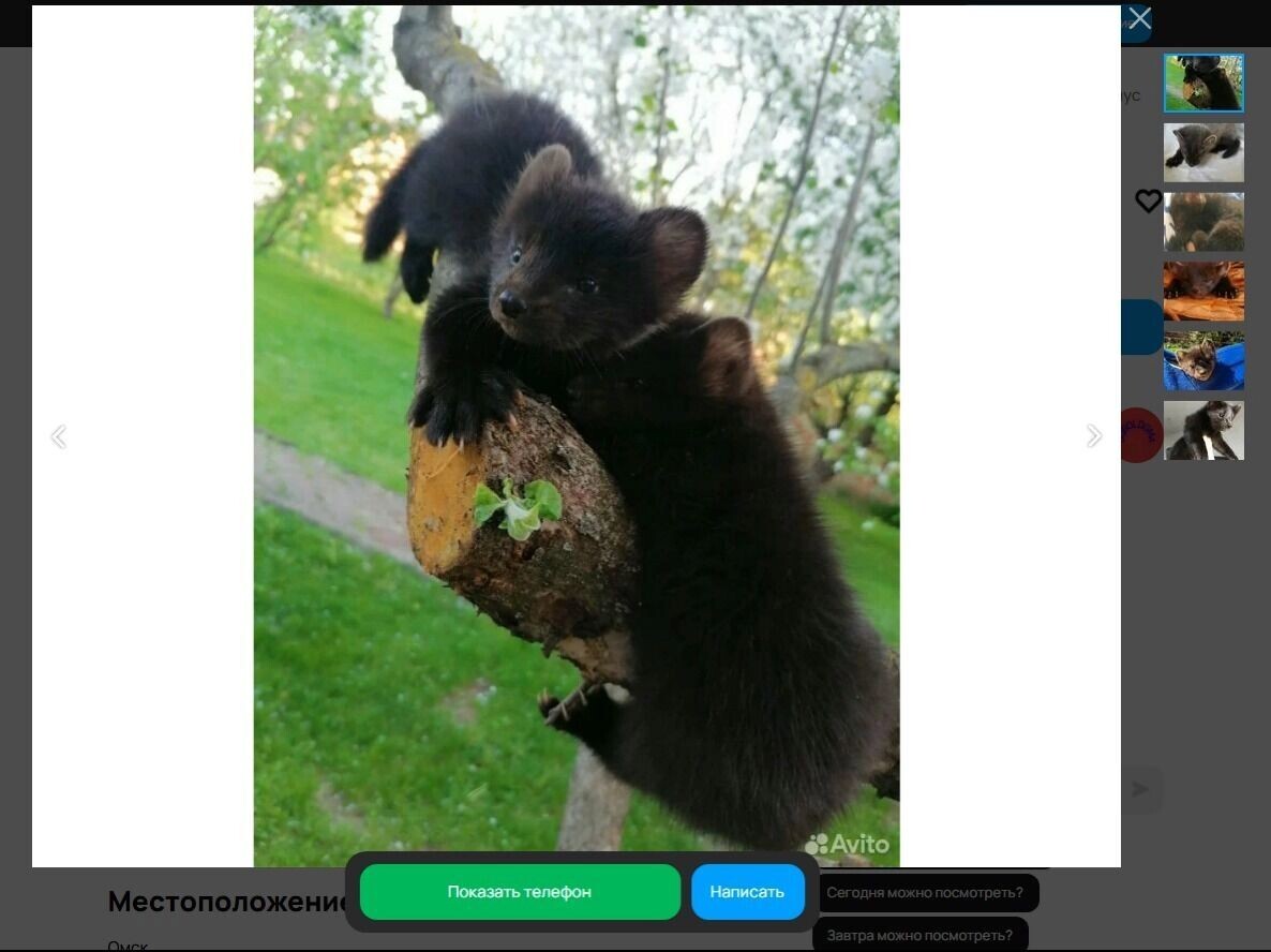    Детеныши соболя   Скриншот с сайта «Авито»
