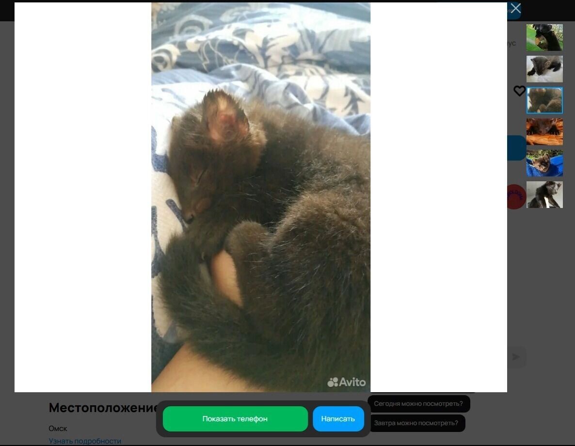    Детеныши соболя   Скриншот с сайта "Авито"