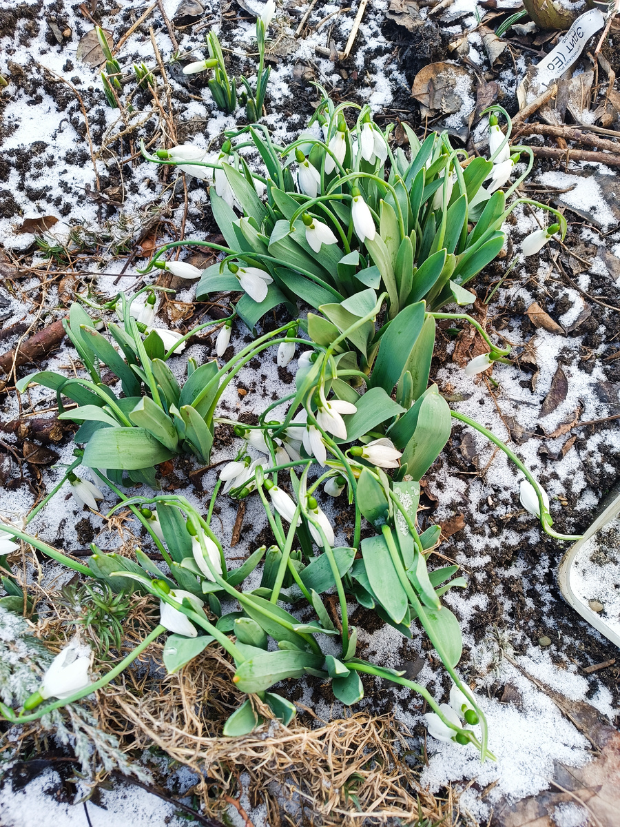 Подснежники или Галантусы